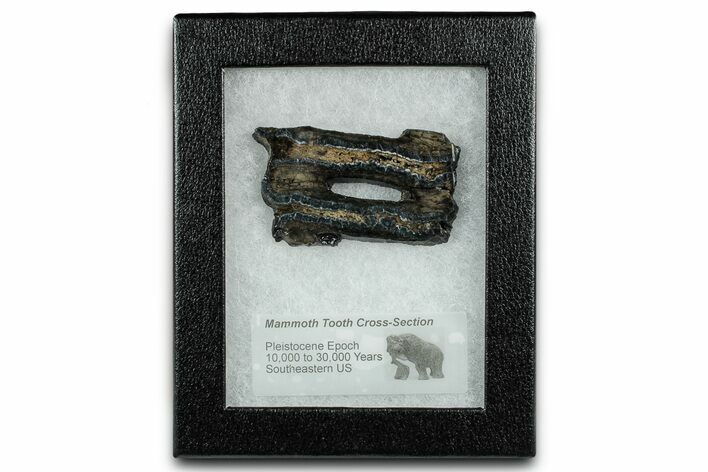 Mammoth Molar Slice With Case - South Carolina #335105